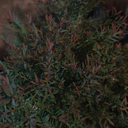Photo of the plant species New Zealand Tea Tree by @EarnestPignut49 named Scarlett on Greg, the plant care app