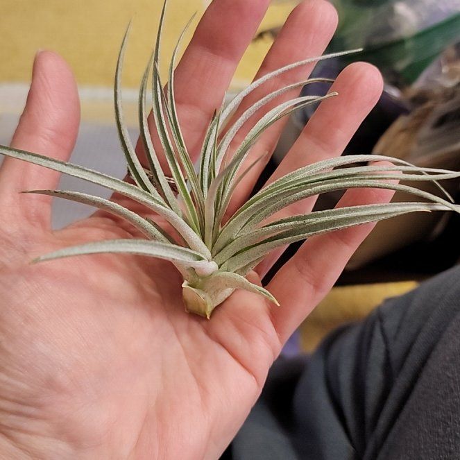 Photo of the plant species Houston Air Plant by @NovelRedsage1 named Denali on Greg, the plant care app