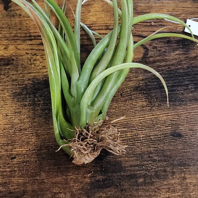 Photo of the plant species Capitata Red Air Plant by @NovelRedsage1 named da Vinci on Greg, the plant care app