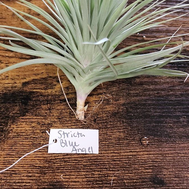 Photo of the plant species Tillandsia Stricta by @NovelRedsage1 named Sahara on Greg, the plant care app