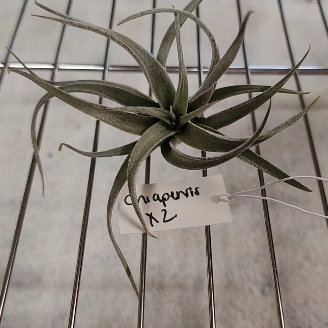 Photo of the plant species Chiapensis Air Plant by @NovelRedsage1 named Wall-E on Greg, the plant care app