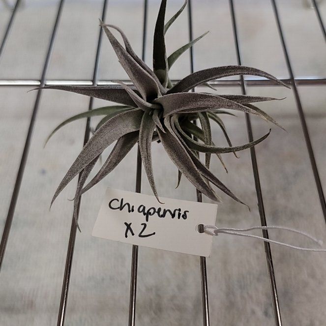 Photo of the plant species Chiapensis Air Plant by @NovelRedsage1 named Muhammad Ali on Greg, the plant care app