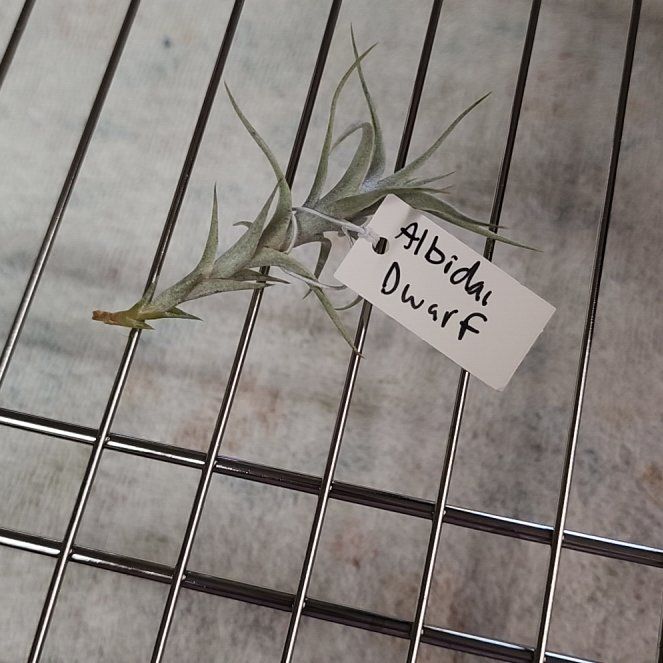 Photo of the plant species Albida Minor Air Plant by @NovelRedsage1 named Lola on Greg, the plant care app