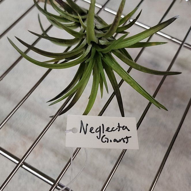 Photo of the plant species Neglecta by @NovelRedsage1 named Peter Parker on Greg, the plant care app