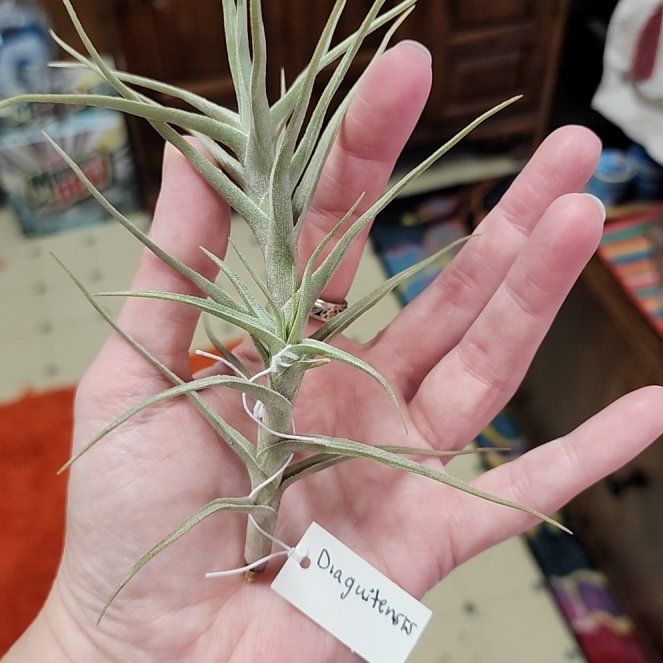 Photo of the plant species Diaguita Air Plant by @NovelRedsage1 named Orwell on Greg, the plant care app