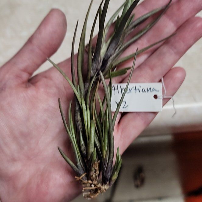 Photo of the plant species Tillandsia 'Albertiana Dark' by @NovelRedsage1 named Demi on Greg, the plant care app