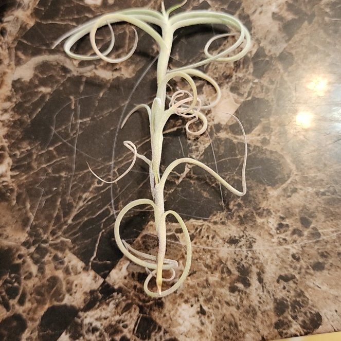 Photo of the plant species TIllandsia crocata by @NovelRedsage1 named LiloStitch on Greg, the plant care app