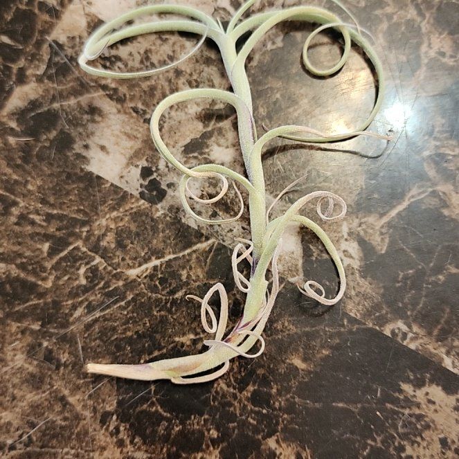 Photo of the plant species TIllandsia crocata by @NovelRedsage1 named Miley on Greg, the plant care app