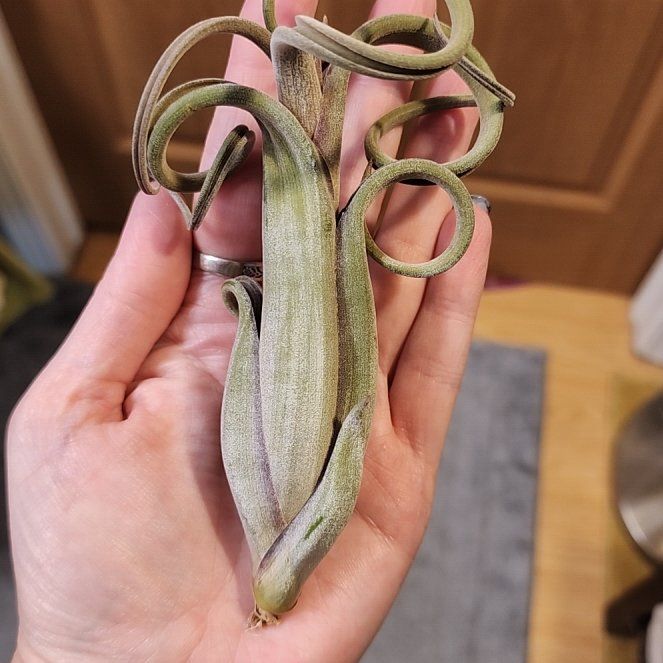 Photo of the plant species Tillandsia intermedia by @NovelRedsage1 named Bella on Greg, the plant care app