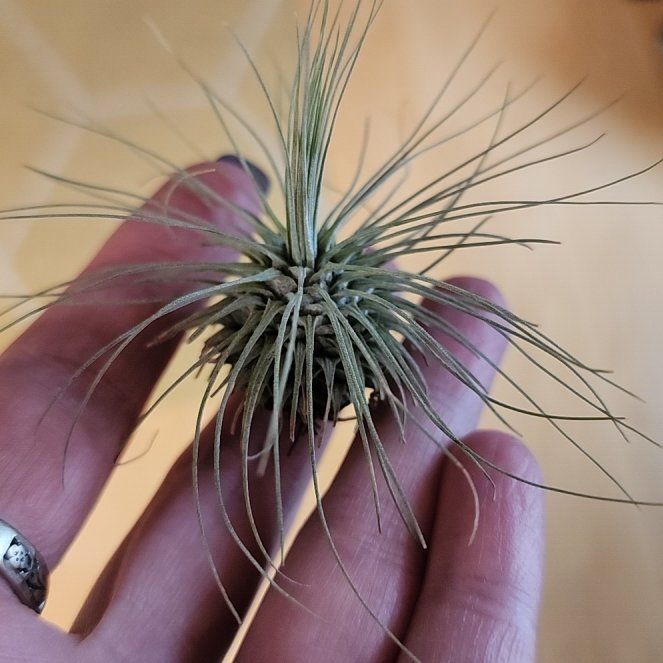 Photo of the plant species Tillandsia Fuchsii v. Gracilis by @NovelRedsage1 named Rainier on Greg, the plant care app