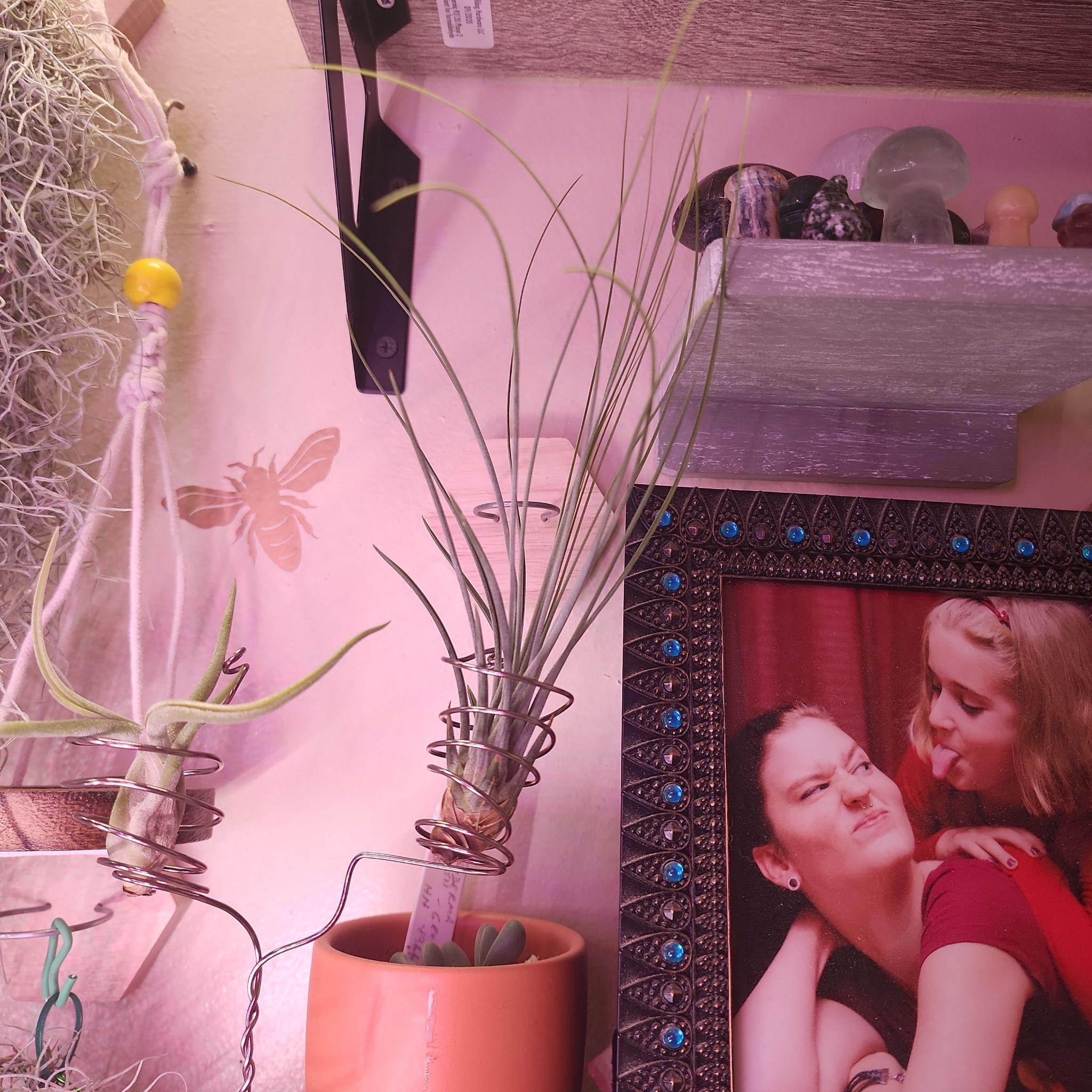 Photo of the plant species Tillandsia Juncea by @NovelRedsage1 named Xena on Greg, the plant care app