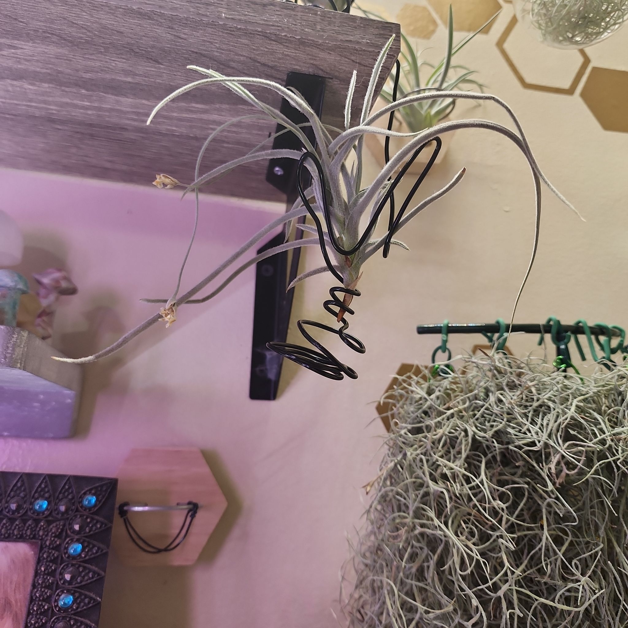 Photo of the plant species TIllandsia crocata by @NovelRedsage1 named Sol on Greg, the plant care app