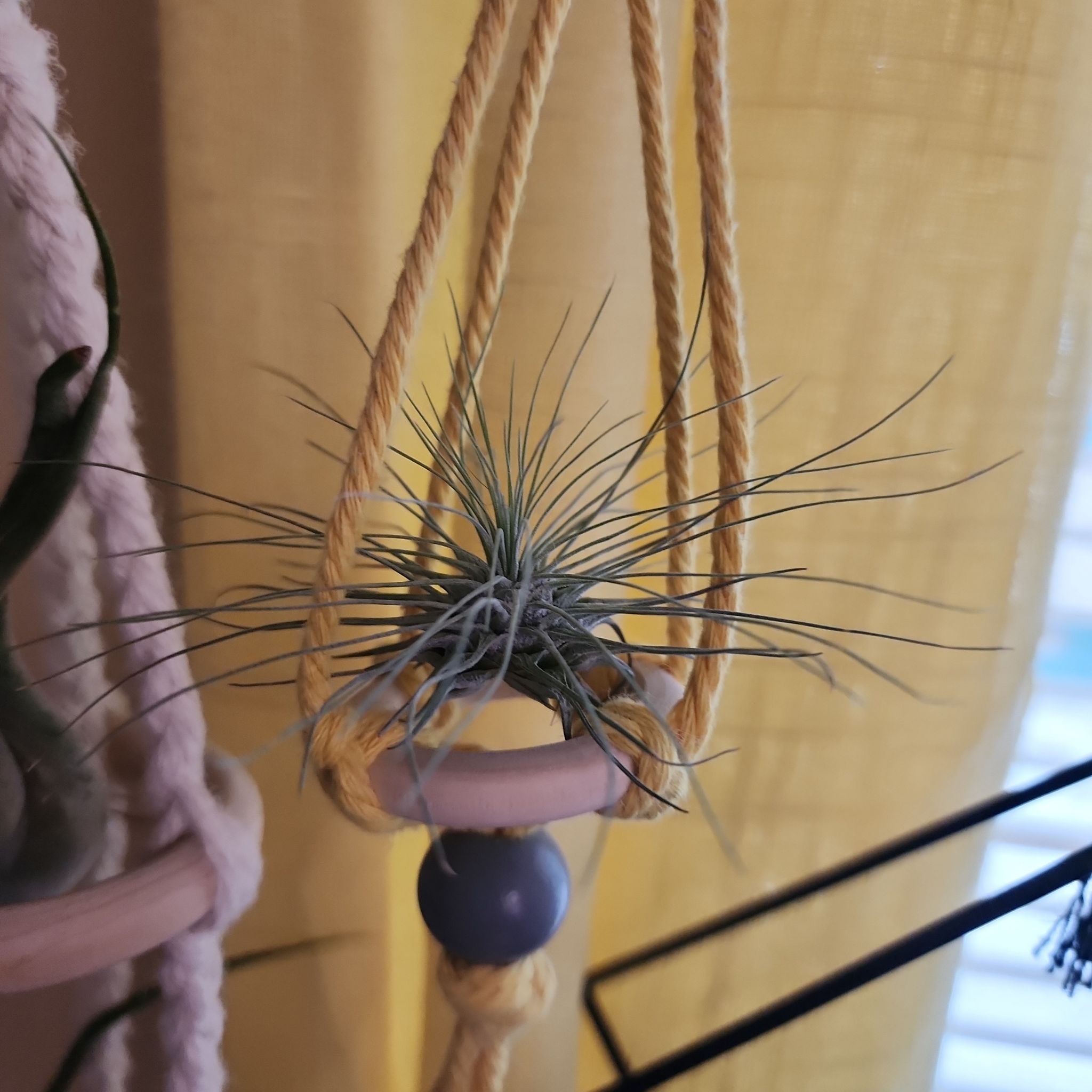 Photo of the plant species Tillandsia Fuchsii v. Gracilis by @NovelRedsage1 named Kylie on Greg, the plant care app