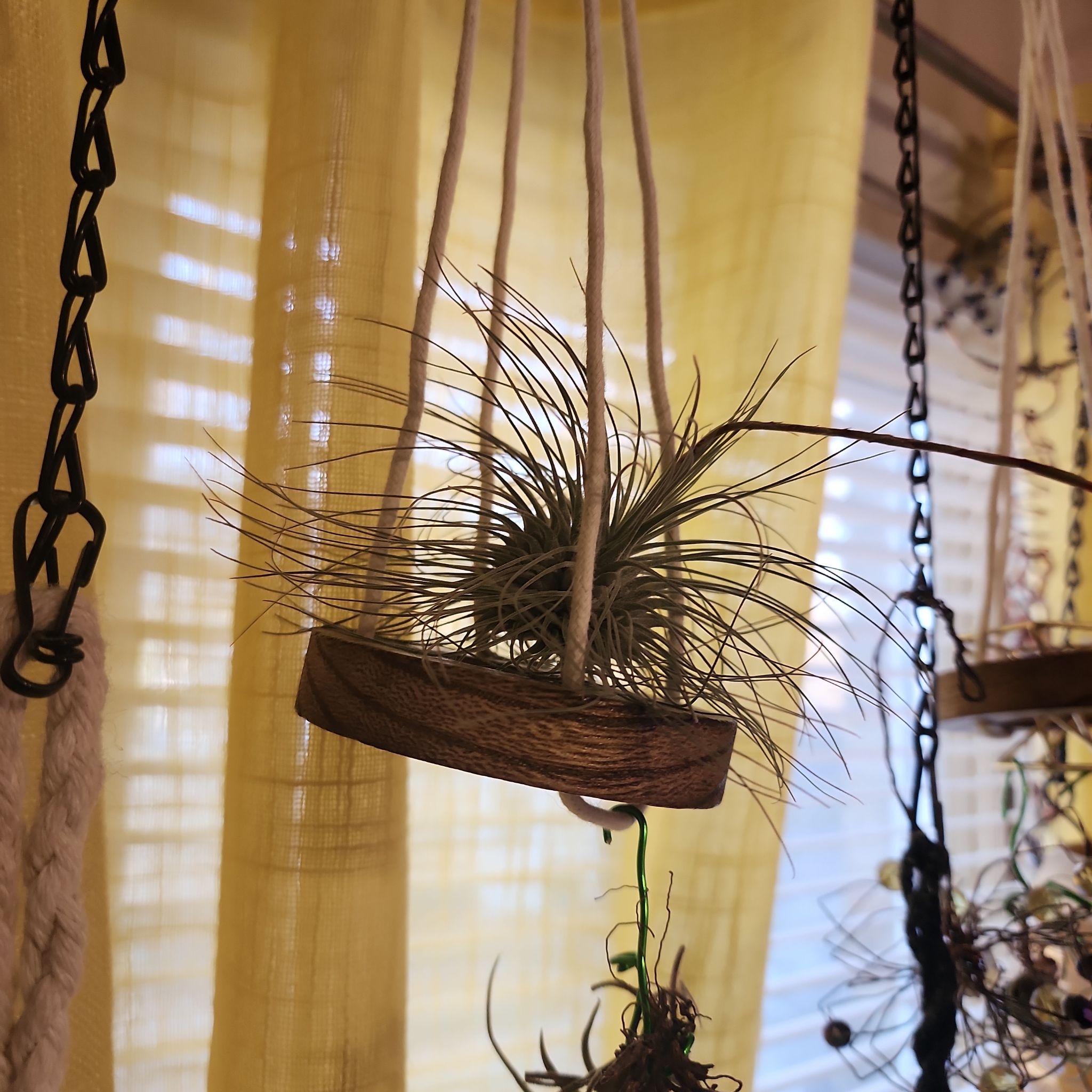 Photo of the plant species Tillandsia Fuchsii v. Gracilis by @NovelRedsage1 named Rosa on Greg, the plant care app
