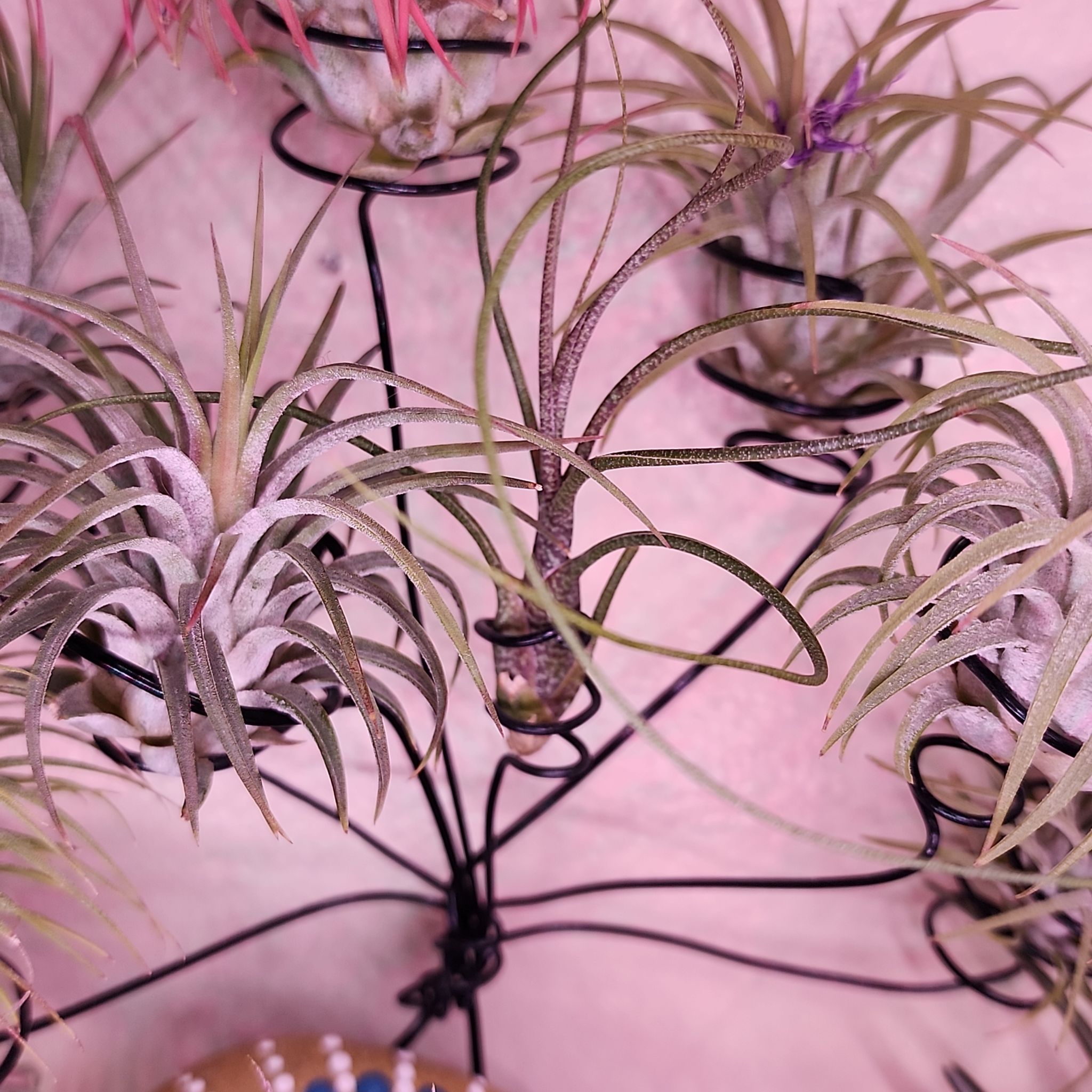 Photo of the plant species Tillandsia butzii by @NovelRedsage1 named Gobi on Greg, the plant care app
