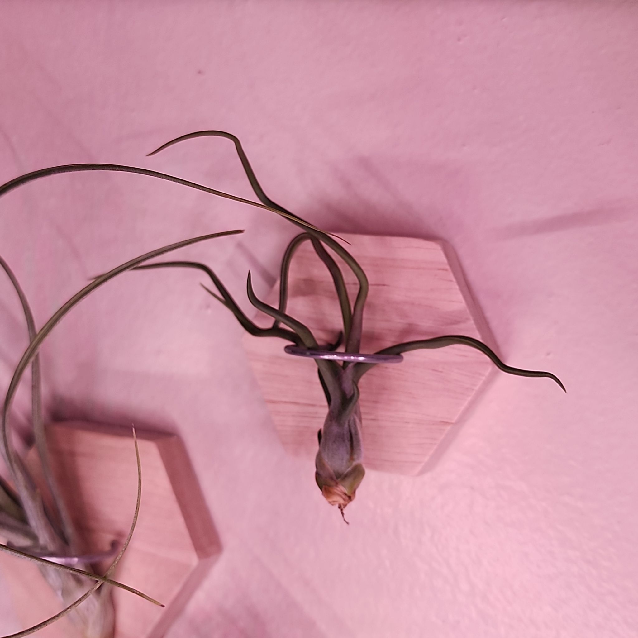 Photo of the plant species Tillandsia Bulbosa Belize by @NovelRedsage1 named Austen on Greg, the plant care app
