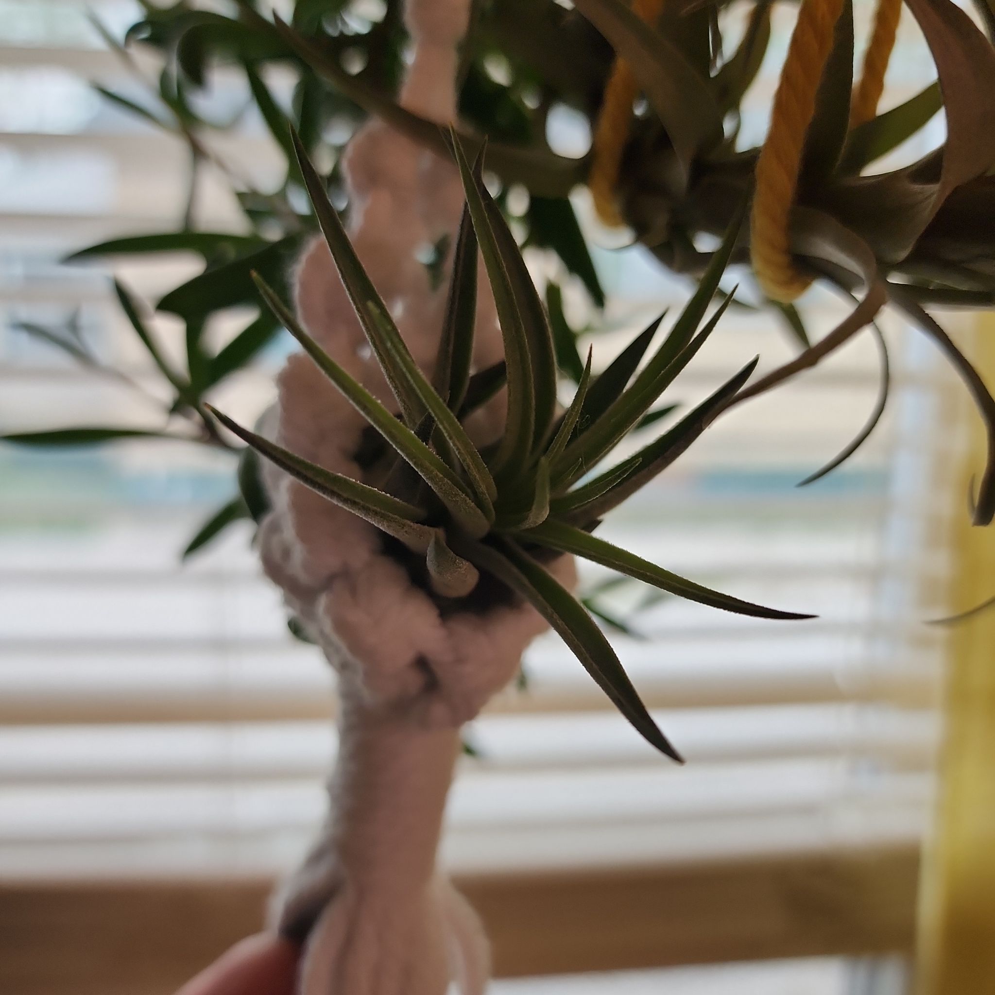 Photo of the plant species Air Plant - Scaposa by @NovelRedsage1 named Sonora on Greg, the plant care app
