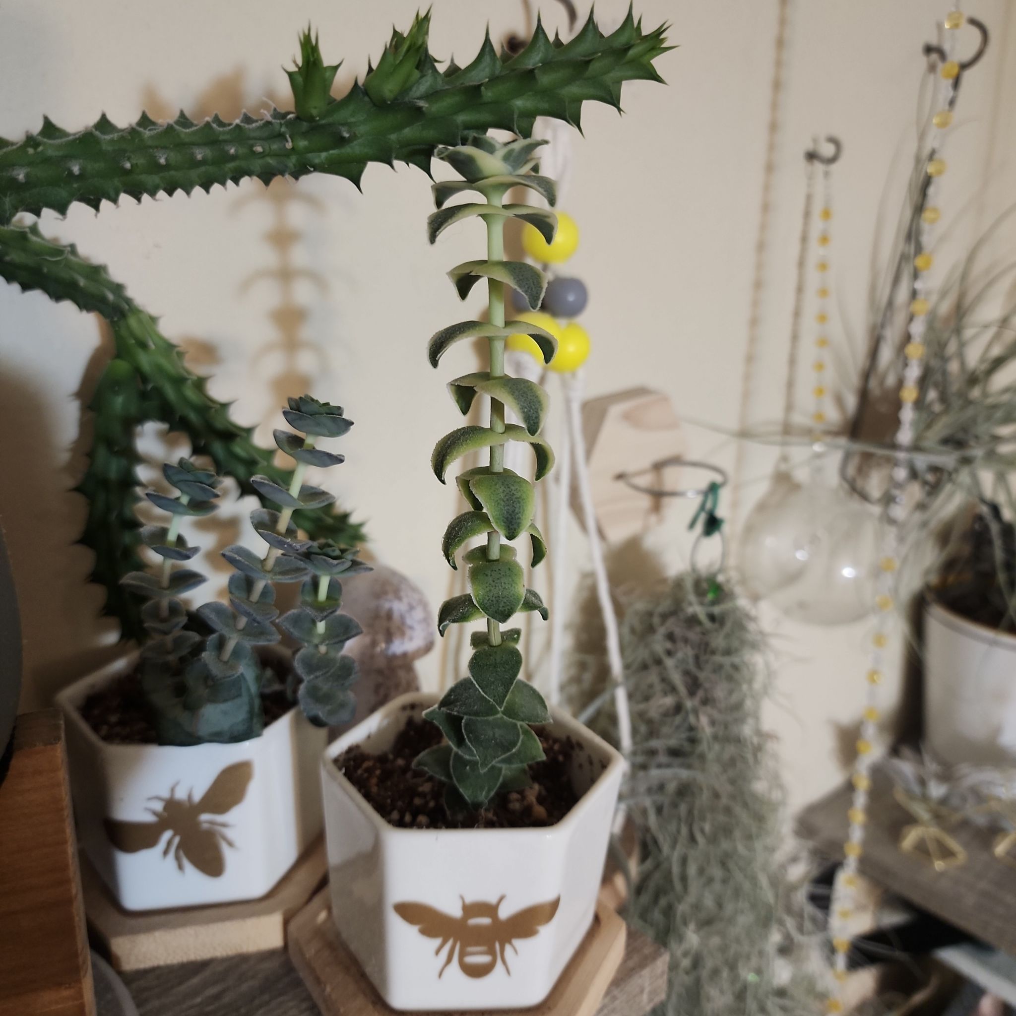 Photo of the plant species Variegated Crassula by @NovelRedsage1 named Marilyn on Greg, the plant care app