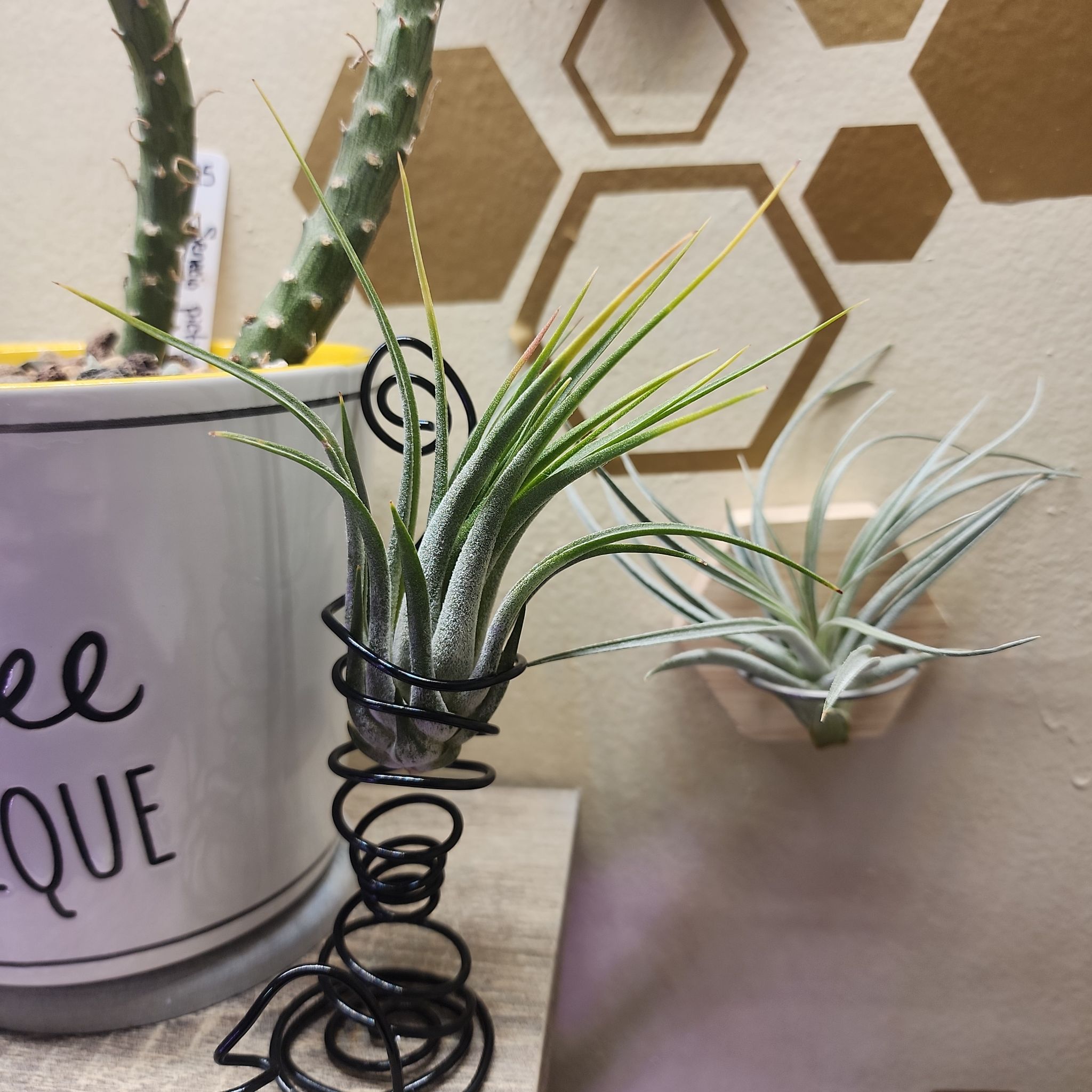 Photo of the plant species Air Plant - Scaposa by @NovelRedsage1 named Forrest on Greg, the plant care app