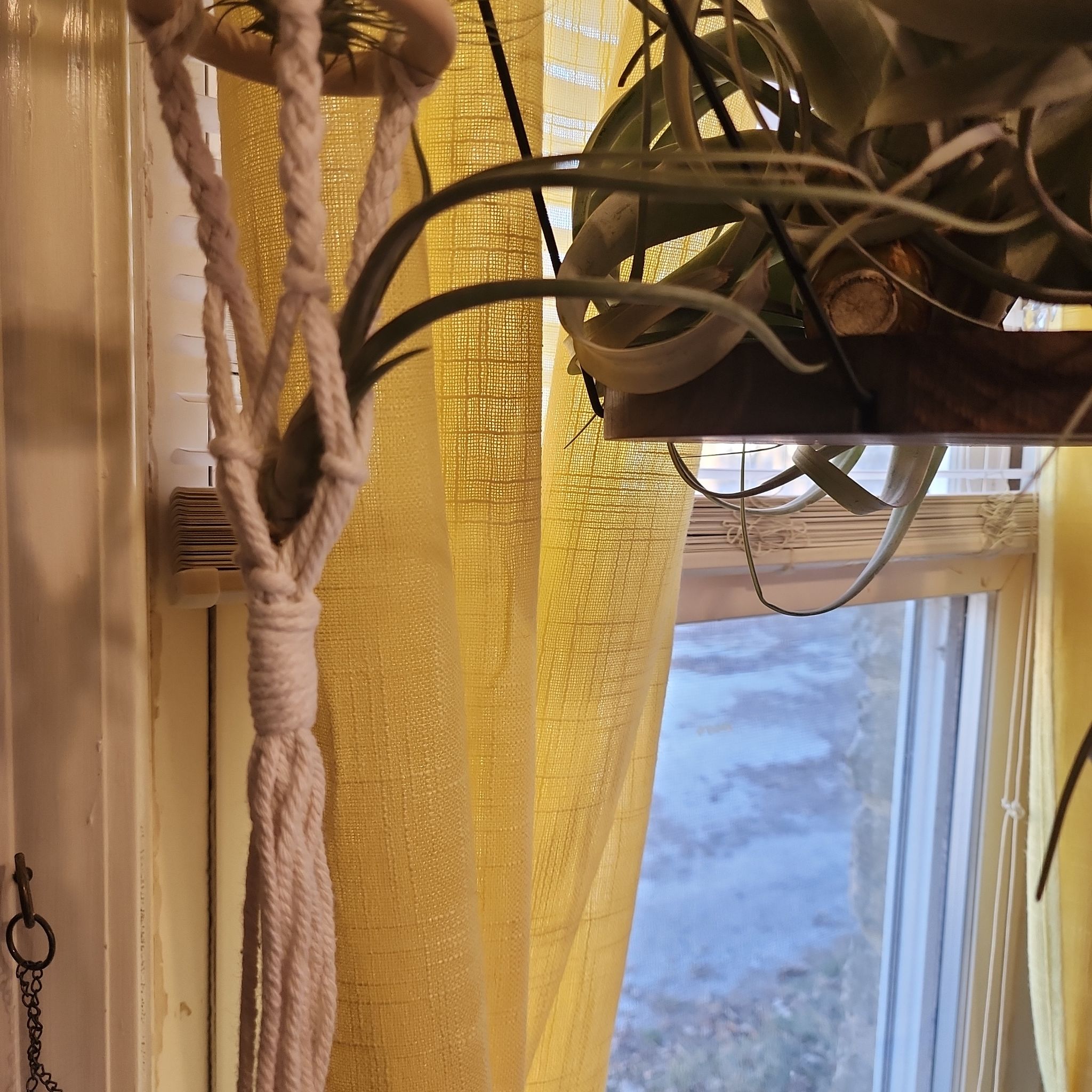 Photo of the plant species Tillandsia baileyi by @NovelRedsage1 named Oscar on Greg, the plant care app