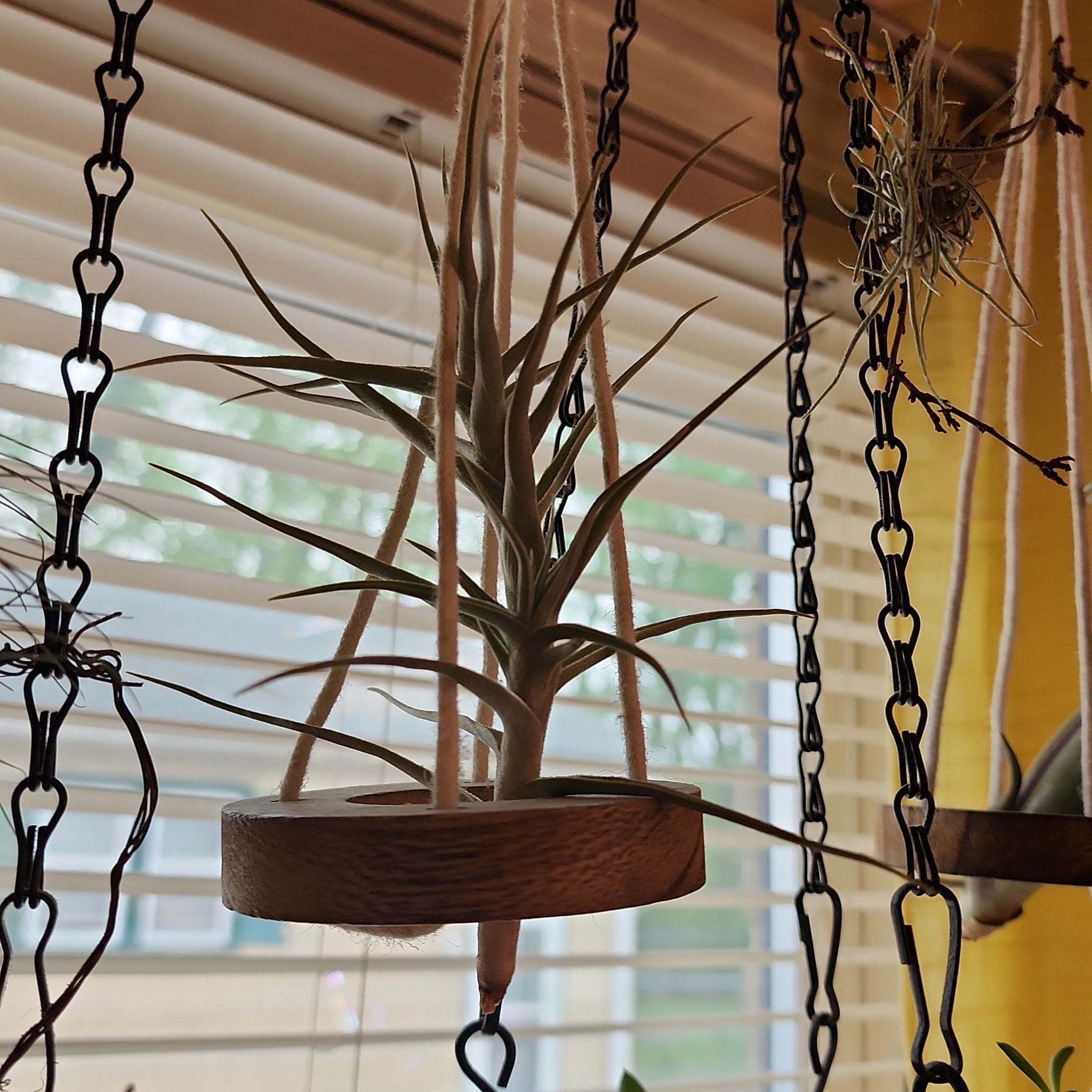 Photo of the plant species Diaguita Air Plant by @NovelRedsage1 named Orwell on Greg, the plant care app