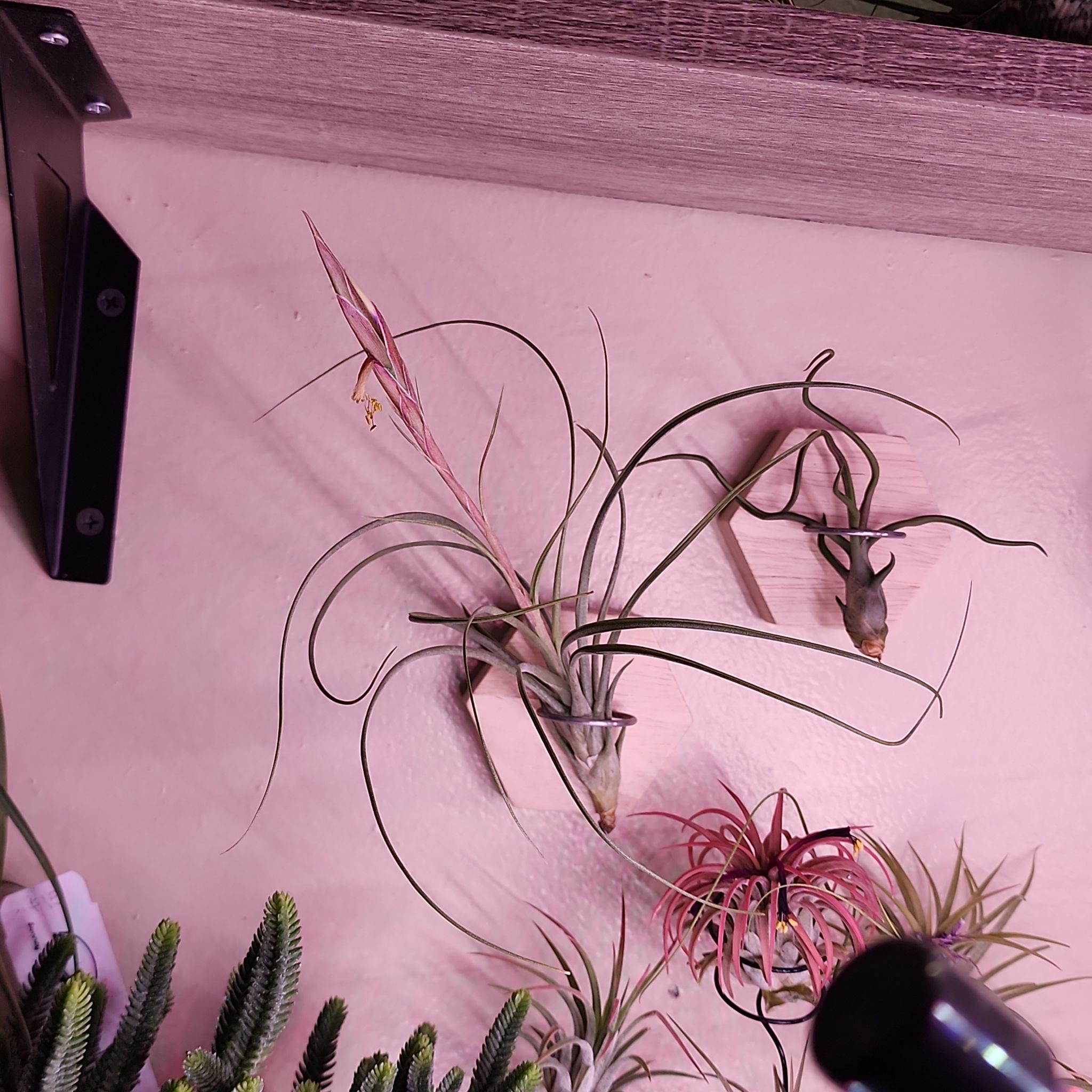 Photo of the plant species Rectifolia Air Plant by @NovelRedsage1 named Elina on Greg, the plant care app