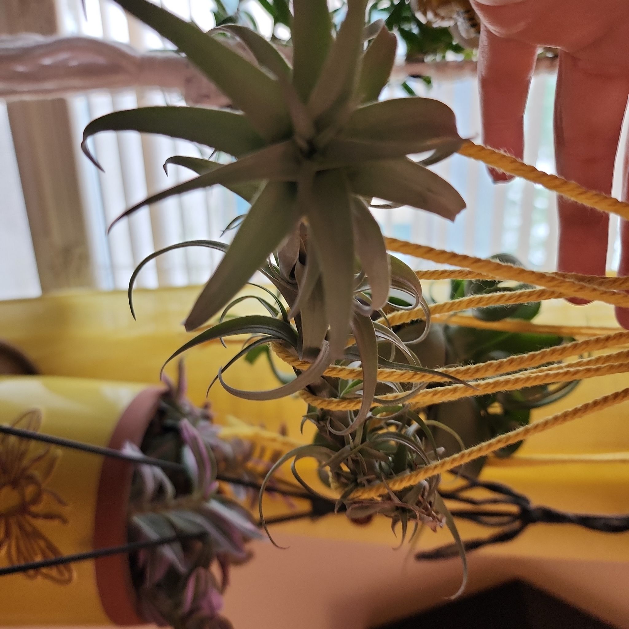 Photo of the plant species Tillandsia Nana by @NovelRedsage1 named Naomi on Greg, the plant care app