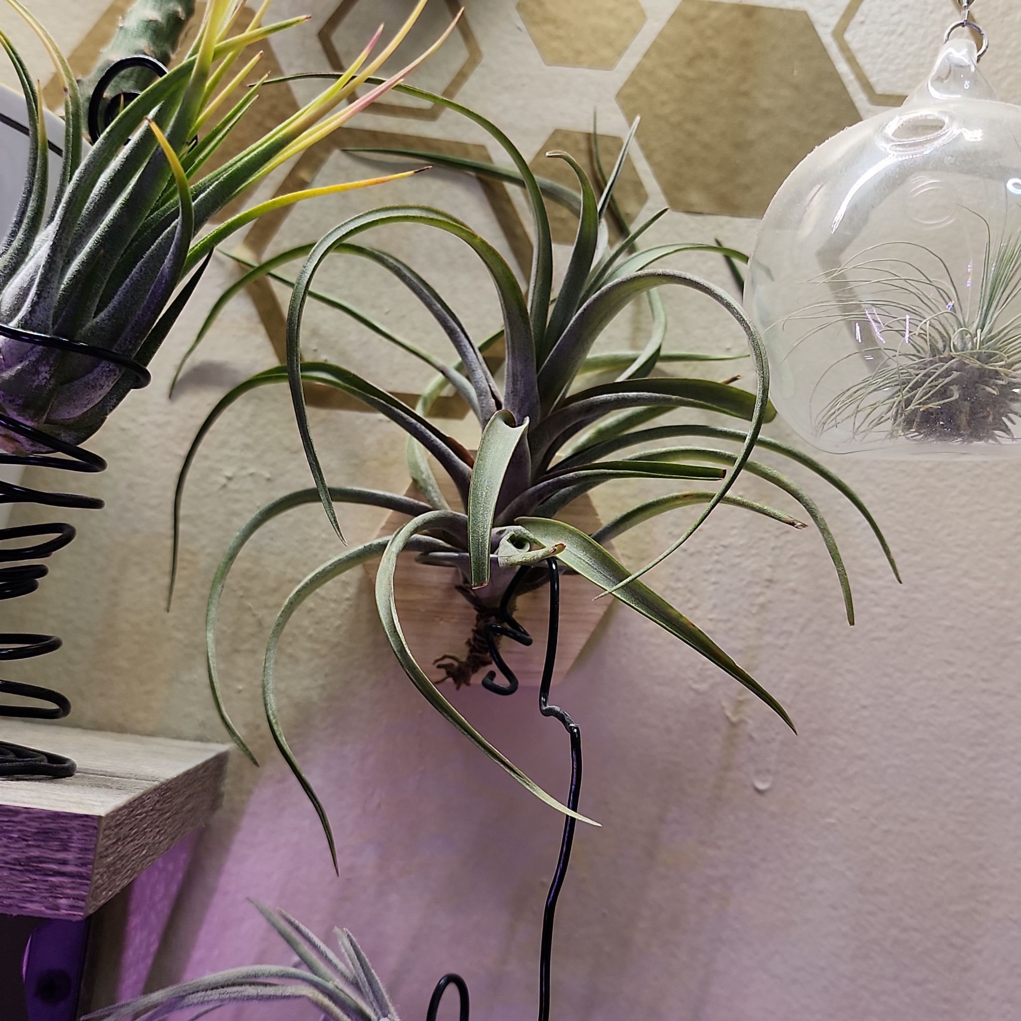Photo of the plant species Novakii Air Plant by @NovelRedsage1 named Doja Cat on Greg, the plant care app