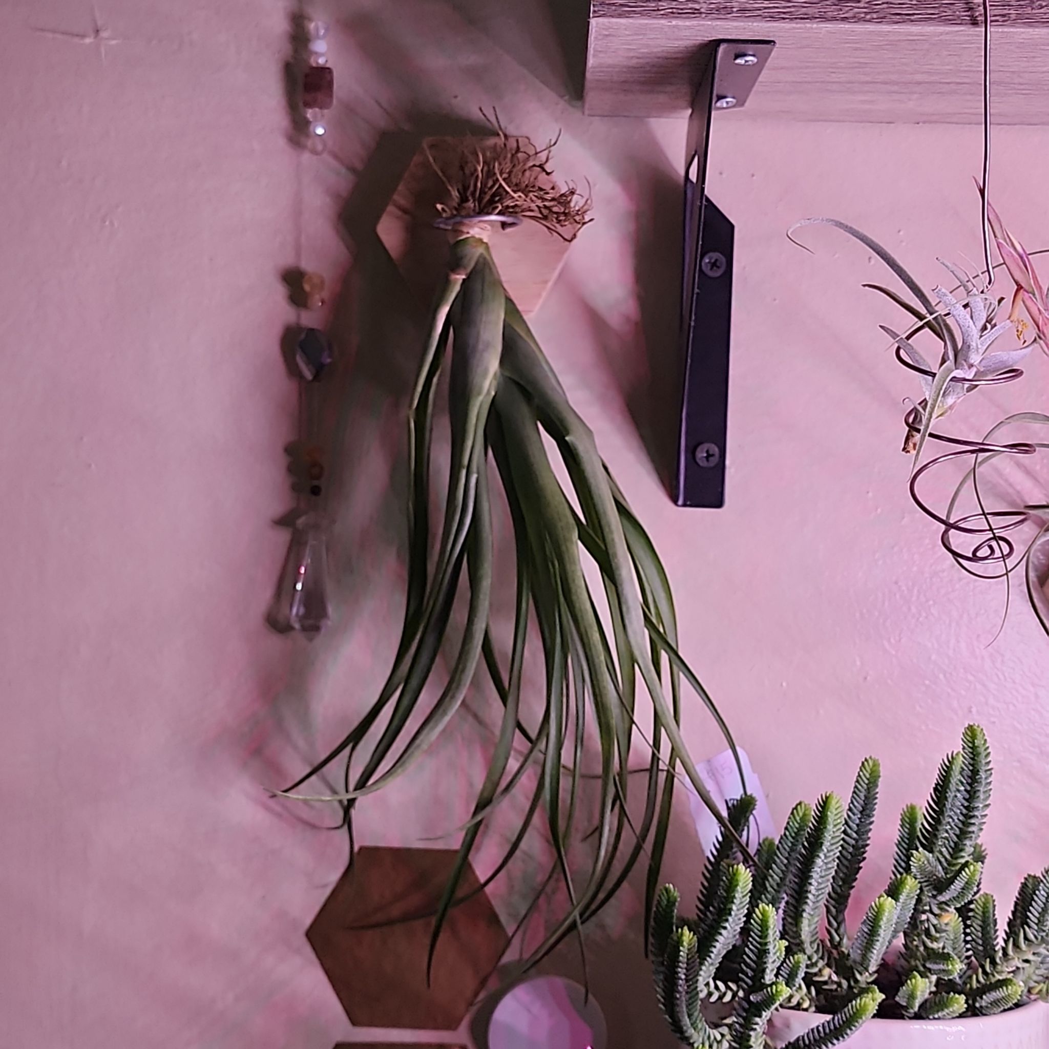 Photo of the plant species Capitata Red Air Plant by @NovelRedsage1 named Figyonce on Greg, the plant care app