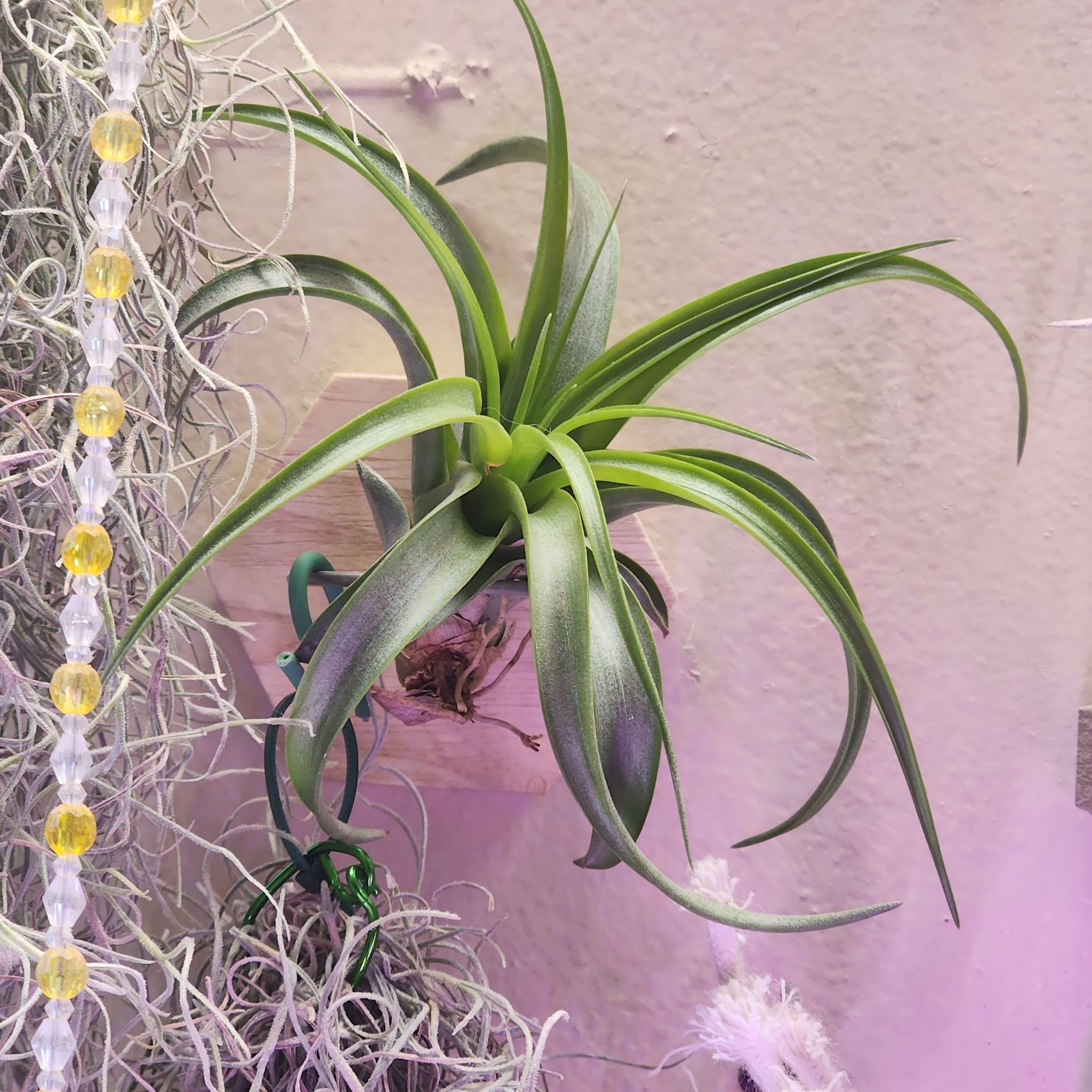Photo of the plant species Brachycaulos Green Air Plant by @NovelRedsage1 named Clooney on Greg, the plant care app