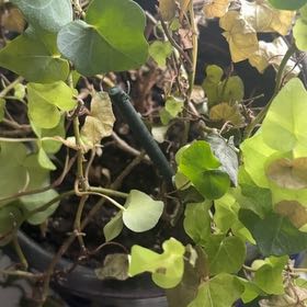 Photo of the plant species Large-Leaved Muehlenbeckia by @YokeFord65 named Kylie on Greg, the plant care app