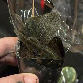 Photo of the plant species Water Spangles by @BabyMiro49 named Marilyn on Greg, the plant care app