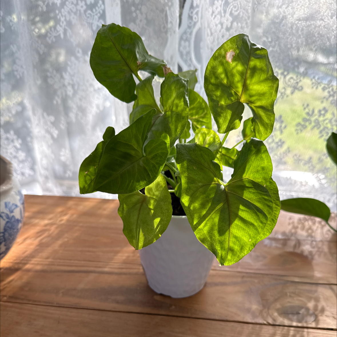 Photo of the plant species Neon Allusion Arrowhead Plant by @FunnyFrogbit5 named Zeus on Greg, the plant care app