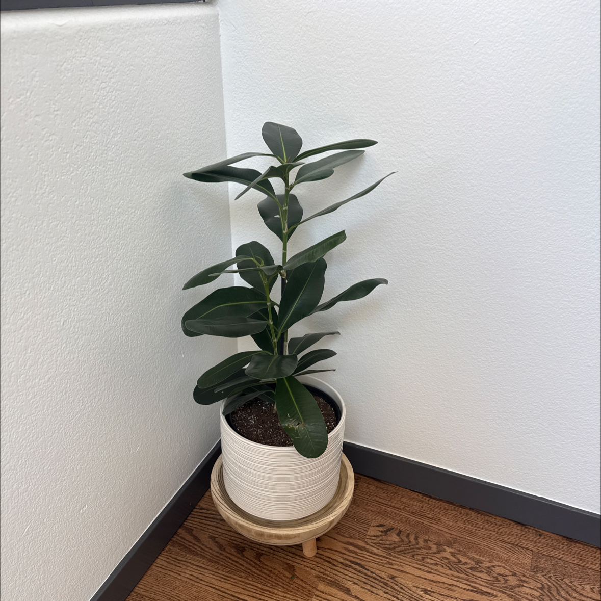 Photo of the plant species Golden Gate Ficus by @FunnyFrogbit5 named Friðrik on Greg, the plant care app