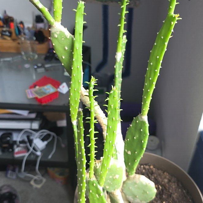 Photo of the plant species Prickly Pear Cactus by @TidyCorrea22 named Ouch on Greg, the plant care app