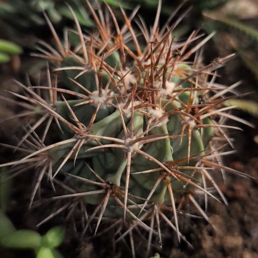 Photo of the plant species Fendler's Hedgehog Cactus by @NewCacto41 named Rosa on Greg, the plant care app