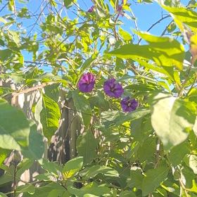 Photo of the plant species Blue Potato Bush by @CivilKamahi14 named Mochi on Greg, the plant care app