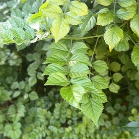 Photo of the plant species Cape Honeysuckle by @CivilKamahi14 named Cape honeysuckle on Greg, the plant care app