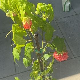 Photo of the plant species Abutilon Pictum by @CivilKamahi14 named Diana on Greg, the plant care app