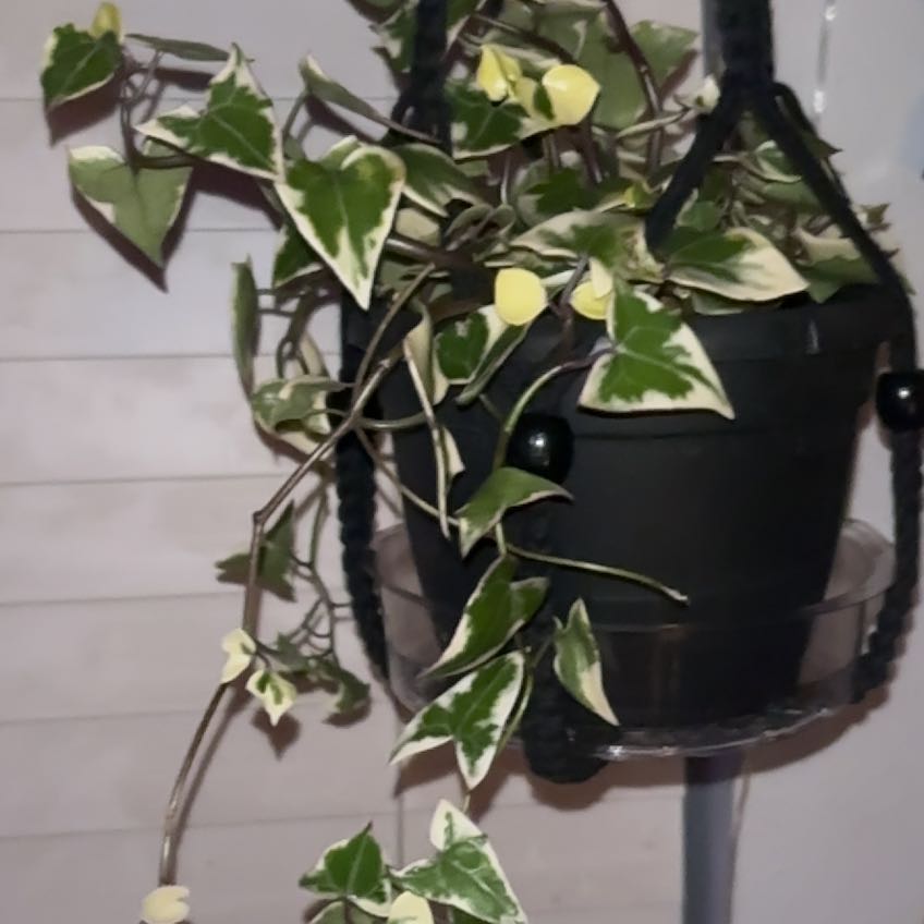 Photo of the plant species Variegated Wax Ivy by @ChicWaterlily76 named Eve on Greg, the plant care app