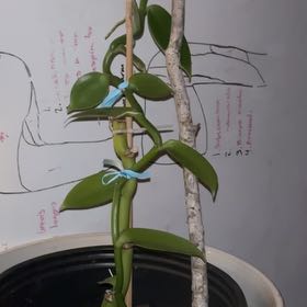 Photo of the plant species vanilla orchid by @ChicWaterlily76 named Delilah on Greg, the plant care app
