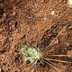 Photo of the plant species Fishhook Cactus by @AcademicKaro8 named Delilah on Greg, the plant care app