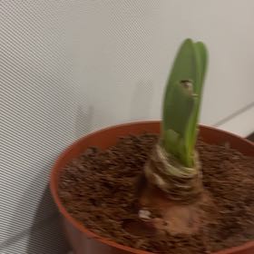 Photo of the plant species Amaryllis by @MellowGrass4 named Sonora on Greg, the plant care app