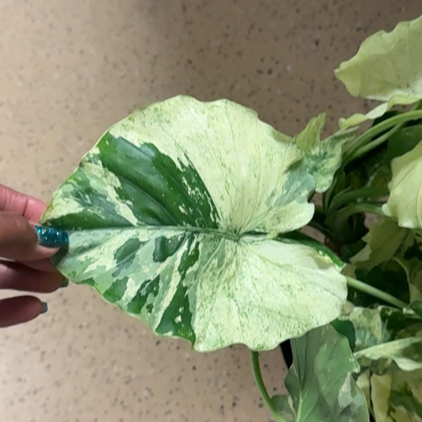 Photo of the plant species Alocasia Dawn by @GoodyRedvein21 named Harper on Greg, the plant care app