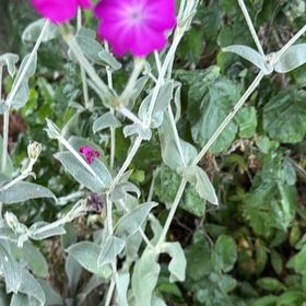 Photo of the plant species Rose Campion by @GemOrchids83 named Figyonce on Greg, the plant care app