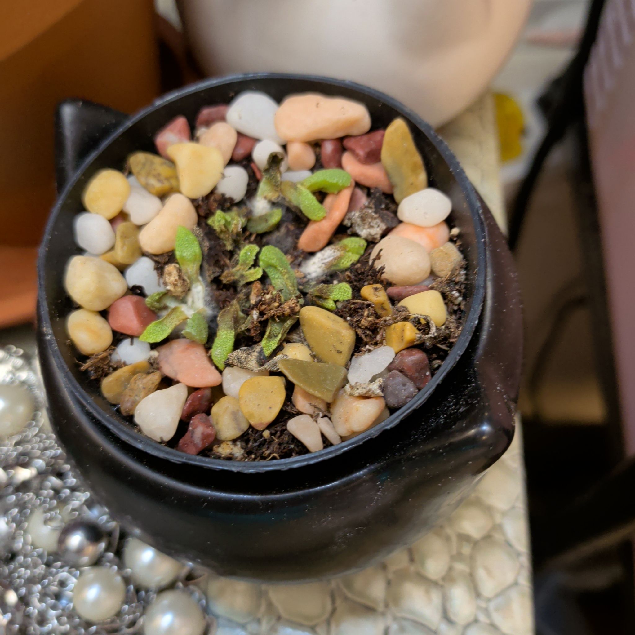 Photo of the plant species Stomatium by @LeadingKanna12 named Winston on Greg, the plant care app