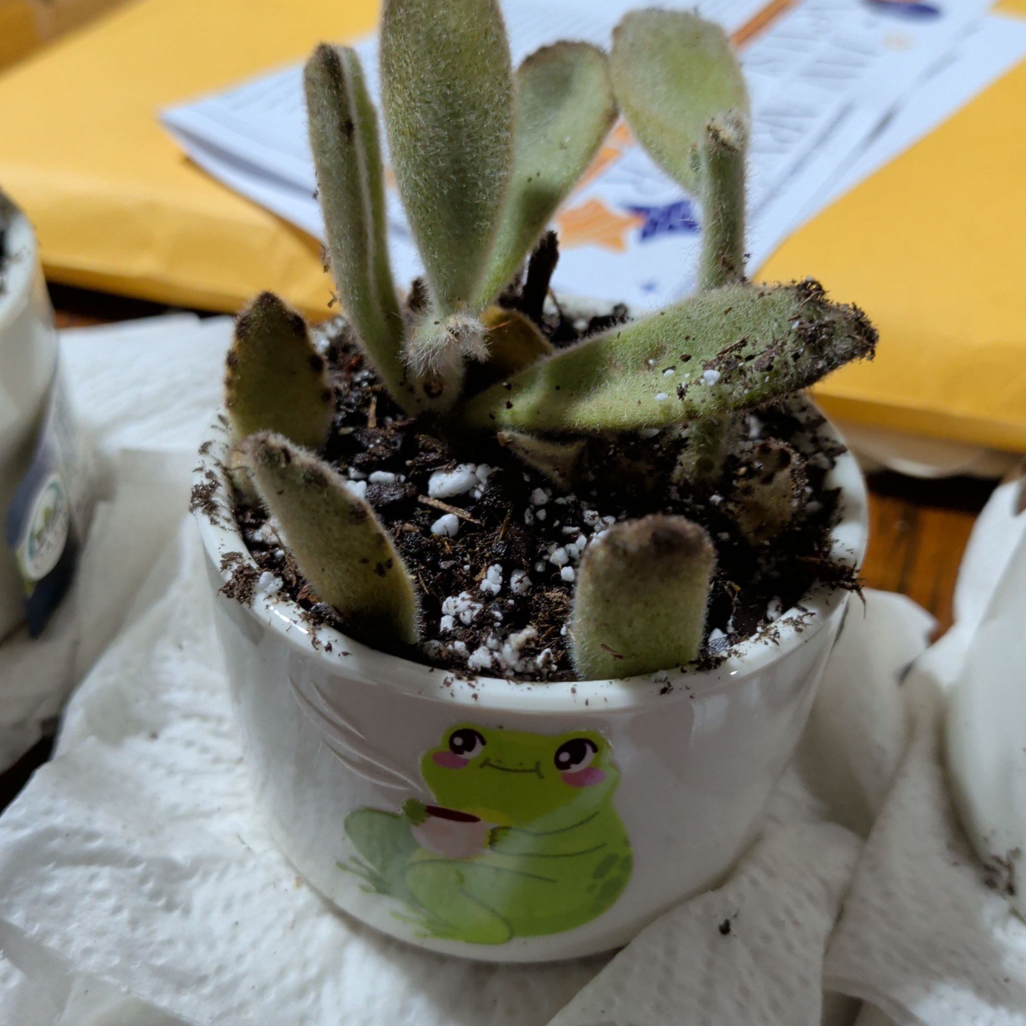 Photo of the plant species Teddy Bear Panda Plant by @LeadingKanna12 named Wall-E on Greg, the plant care app