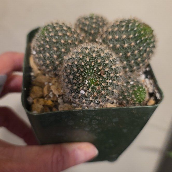 Photo of the plant species Narvaez's Aylostera by @SincereSuncup31 named Girlfrond on Greg, the plant care app