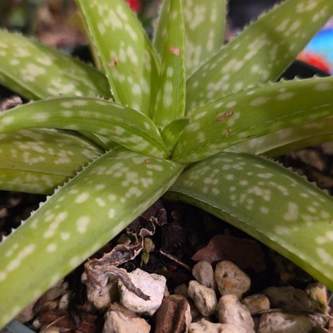 Photo of the plant species Aloe ellenbeckii by @SincereSuncup31 named Elle on Greg, the plant care app