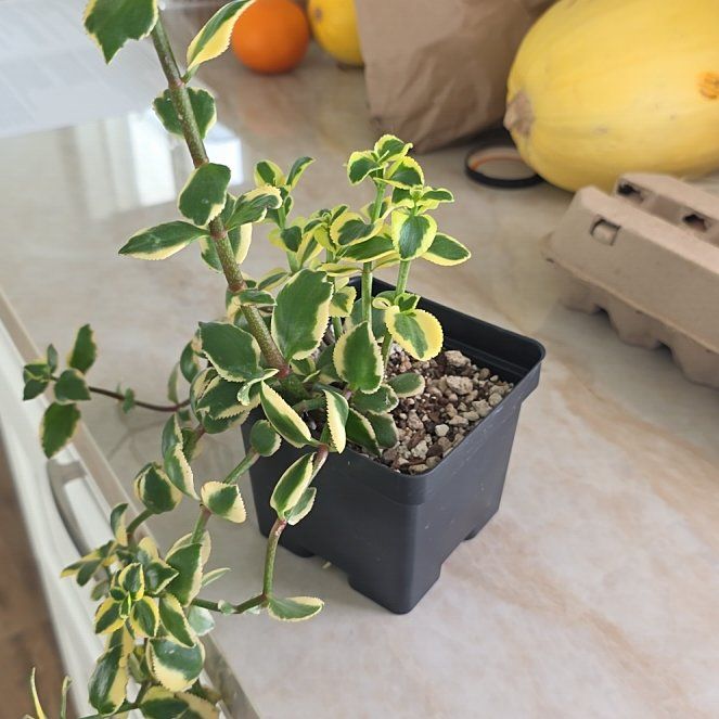 Photo of the plant species Variegated Trailing Jade Plant 'Comet' by @SincereSuncup31 named Naomi on Greg, the plant care app